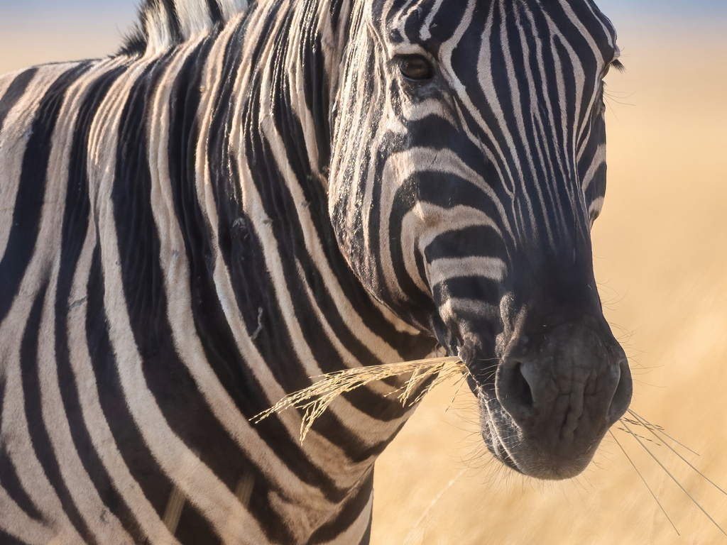 A Desert Safari in Namibia